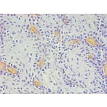 Immunohistochemistry - CD59 Monoclonal Antibody from Signalway Antibody (42018) - Antibodies.com