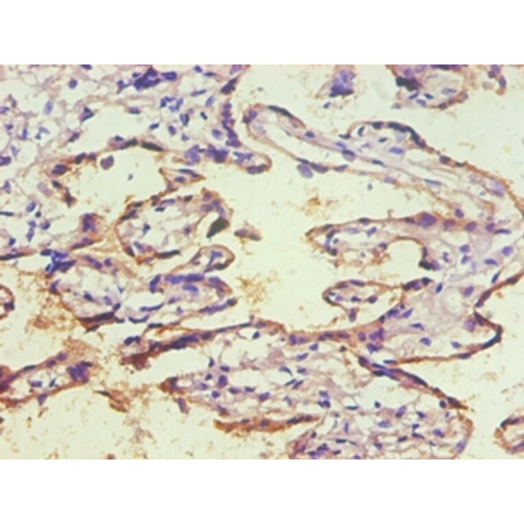 Immunohistochemistry - CD59 Monoclonal Antibody from Signalway Antibody (42018) - Antibodies.com
