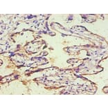 Immunohistochemistry - CD59 Monoclonal Antibody from Signalway Antibody (42018) - Antibodies.com