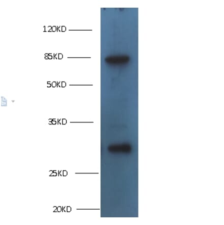 TGM2 Monoclonal Antibody from Signalway Antibody (42029) - Antibodies.com