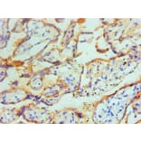 Immunohistochemistry - TGM2 Monoclonal Antibody from Signalway Antibody (42029) - Antibodies.com
