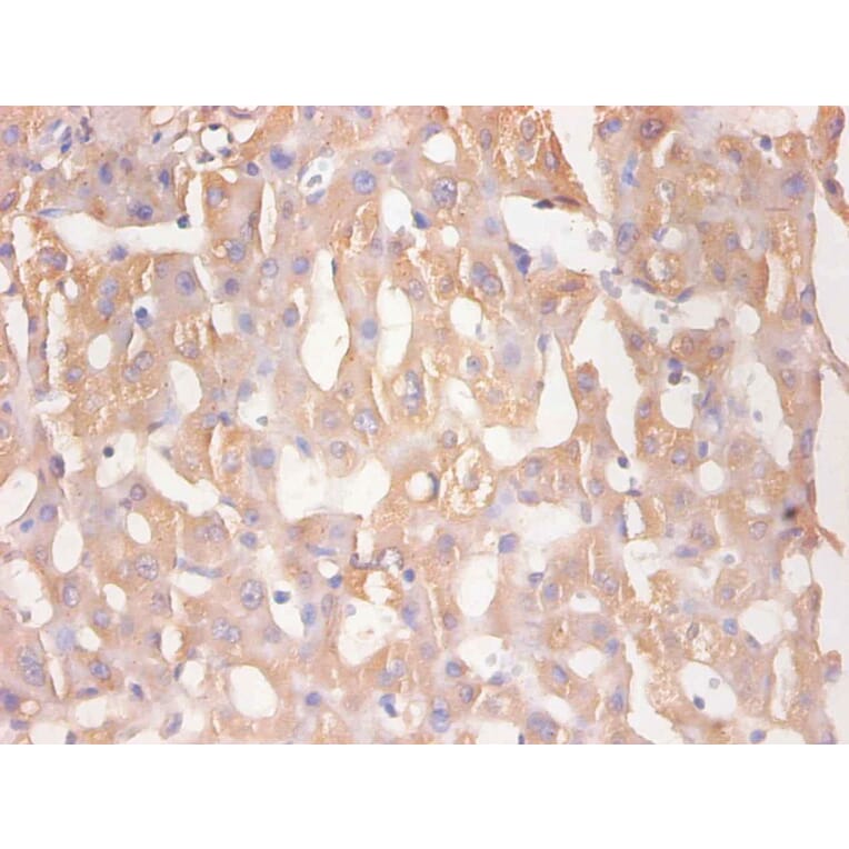 Immunohistochemistry - RBP4 Monoclonal Antibody from Signalway Antibody (42037) - Antibodies.com