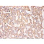 Immunohistochemistry - RBP4 Monoclonal Antibody from Signalway Antibody (42037) - Antibodies.com