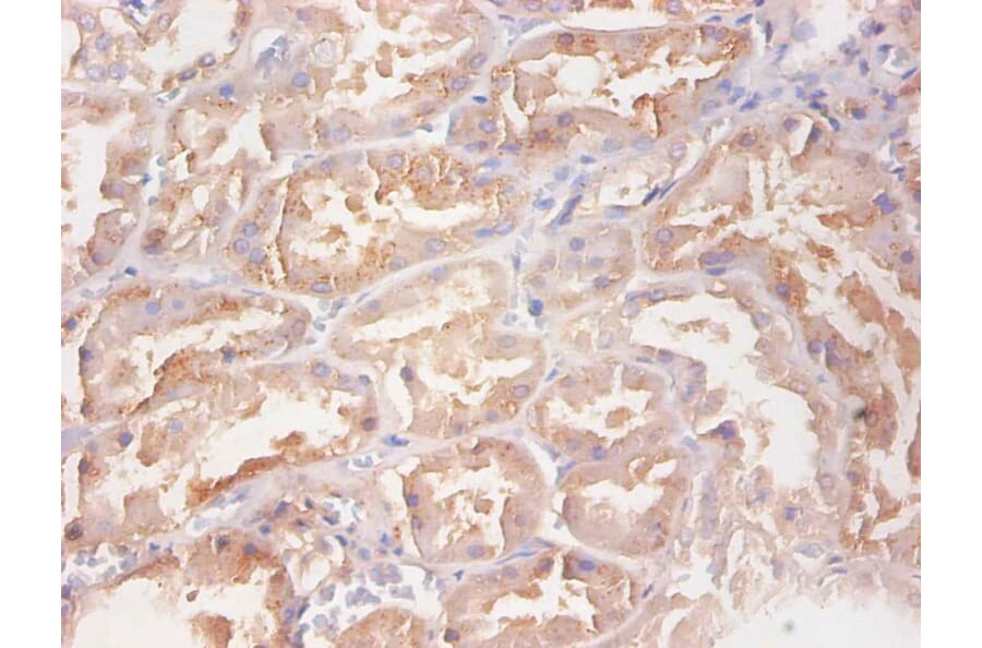 Immunohistochemistry - RBP4 Monoclonal Antibody from Signalway Antibody (42037) - Antibodies.com