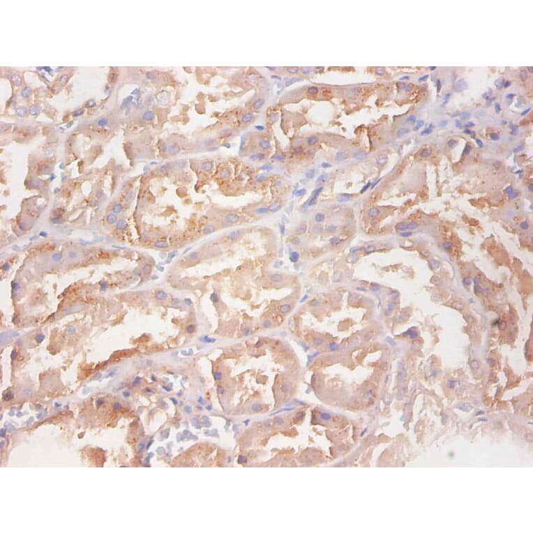 Immunohistochemistry - RBP4 Monoclonal Antibody from Signalway Antibody (42037) - Antibodies.com