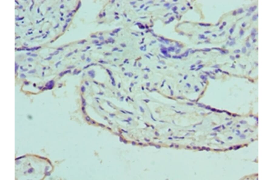 Immunohistochemistry - AZU1 Polyclonal Antibody from Signalway Antibody (42077) - Antibodies.com