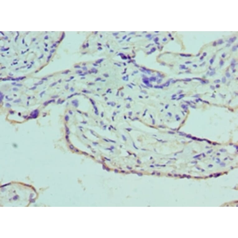 Immunohistochemistry - AZU1 Polyclonal Antibody from Signalway Antibody (42077) - Antibodies.com