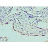 Immunohistochemistry - AZU1 Polyclonal Antibody from Signalway Antibody (42077) - Antibodies.com