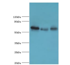 GBP1 Polyclonal Antibody from Signalway Antibody (42176) - Antibodies.com