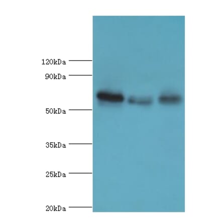 GBP1 Polyclonal Antibody from Signalway Antibody (42176) - Antibodies.com
