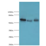 GBP1 Polyclonal Antibody from Signalway Antibody (42176) - Antibodies.com