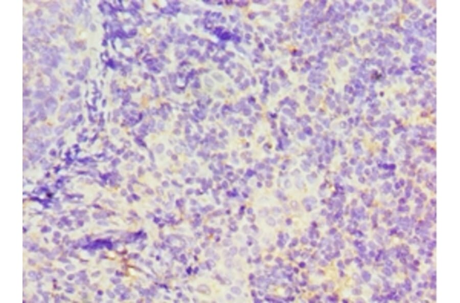 Immunohistochemistry - GBP1 Polyclonal Antibody from Signalway Antibody (42176) - Antibodies.com