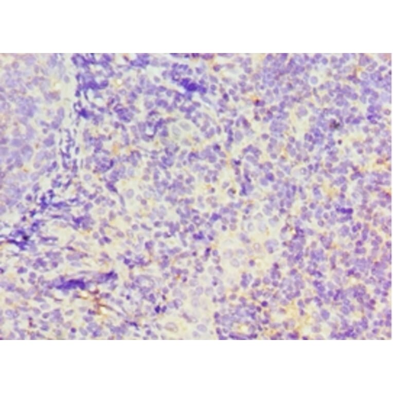 Immunohistochemistry - GBP1 Polyclonal Antibody from Signalway Antibody (42176) - Antibodies.com