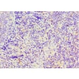 Immunohistochemistry - GBP1 Polyclonal Antibody from Signalway Antibody (42176) - Antibodies.com