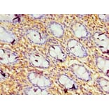 Immunohistochemistry - GBP1 Polyclonal Antibody from Signalway Antibody (42176) - Antibodies.com