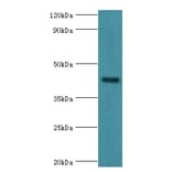 GJC1 Polyclonal Antibody from Signalway Antibody (42181) - Antibodies.com