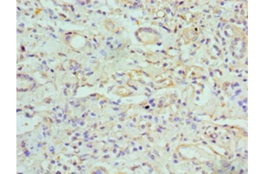 Immunohistochemistry - GJC1 Polyclonal Antibody from Signalway Antibody (42181) - Antibodies.com