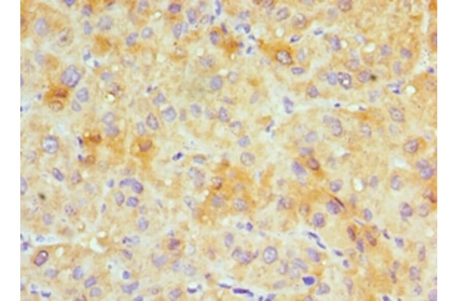 Immunohistochemistry - GJC1 Polyclonal Antibody from Signalway Antibody (42181) - Antibodies.com