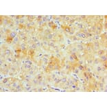 Immunohistochemistry - GJC1 Polyclonal Antibody from Signalway Antibody (42181) - Antibodies.com