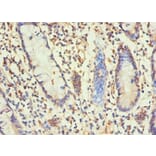 Immunohistochemistry - H1F0 Polyclonal Antibody from Signalway Antibody (42197) - Antibodies.com