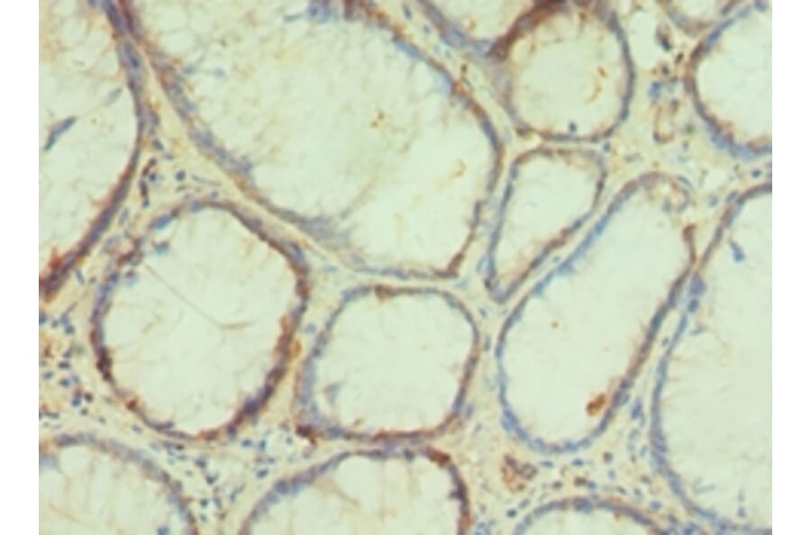 Immunohistochemistry - PAX4 Polyclonal Antibody from Signalway Antibody (42287) - Antibodies.com