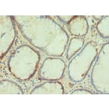 Immunohistochemistry - PAX4 Polyclonal Antibody from Signalway Antibody (42287) - Antibodies.com