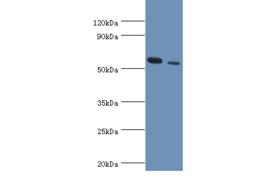 RNF8 Polyclonal Antibody from Signalway Antibody (42309) - Antibodies.com