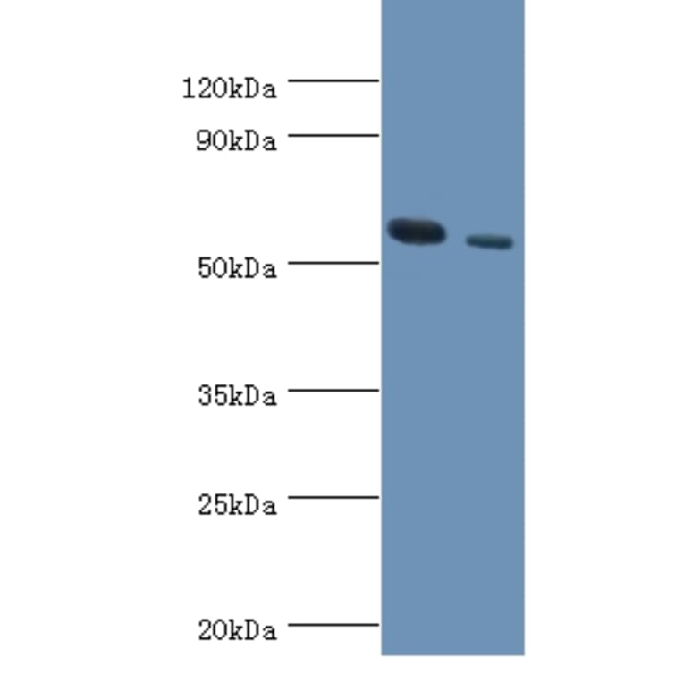 RNF8 Polyclonal Antibody from Signalway Antibody (42309) - Antibodies.com