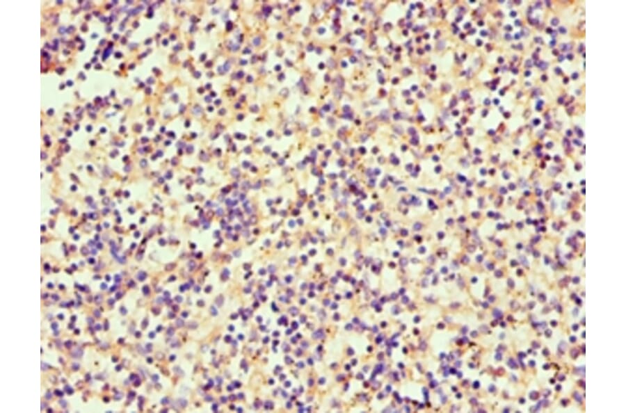 Immunohistochemistry - SRGN Polyclonal Antibody from Signalway Antibody (42330) - Antibodies.com