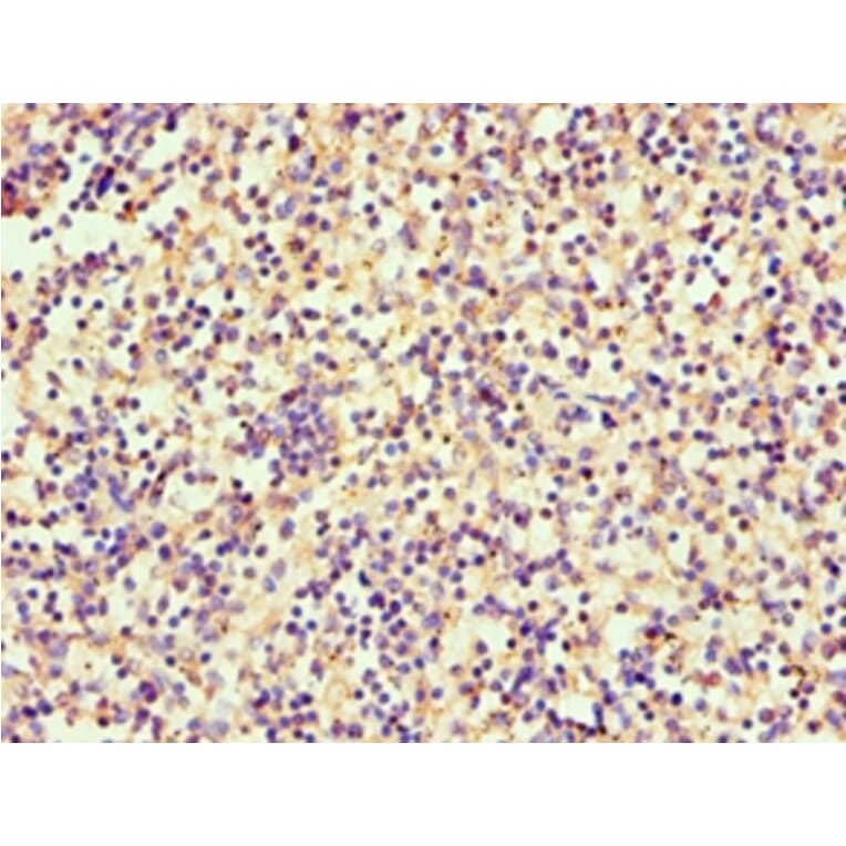 Immunohistochemistry - SRGN Polyclonal Antibody from Signalway Antibody (42330) - Antibodies.com