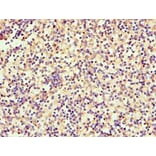 Immunohistochemistry - SRGN Polyclonal Antibody from Signalway Antibody (42330) - Antibodies.com