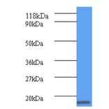 ClpS Polyclonal Antibody from Signalway Antibody (42605) - Antibodies.com