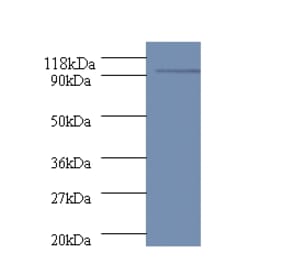 polA Polyclonal Antibody from Signalway Antibody (42606) - Antibodies.com