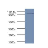 polA Polyclonal Antibody from Signalway Antibody (42606) - Antibodies.com