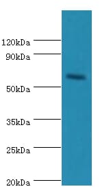 All lanes: Cryptochrome-2 antibody at 14ug/ml+Hepg2 whole cell lysate. Secondary Goat polyclonal to rabbit at 1/10000 dilution predicted band size: 67kDaobserved band size: 67kDa