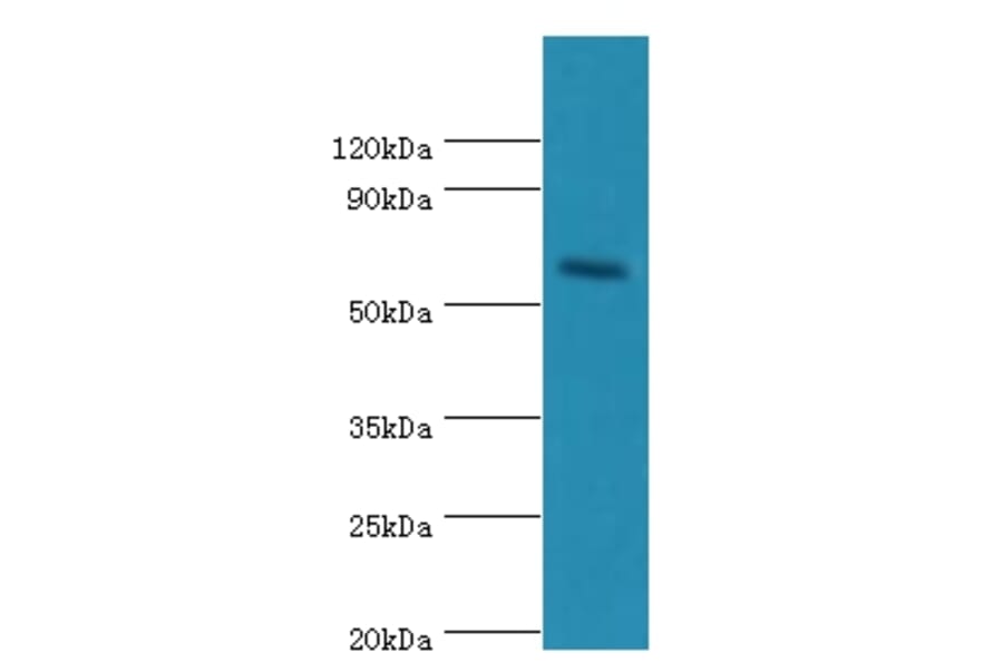 CRY2 Polyclonal Antibody from Signalway Antibody (42656) - Antibodies.com