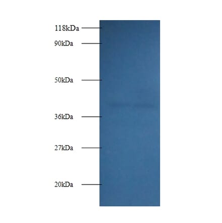Fructose-bisphosphate aldolase A Polyclonal Antibody from Signalway Antibody (42051) - Antibodies.com