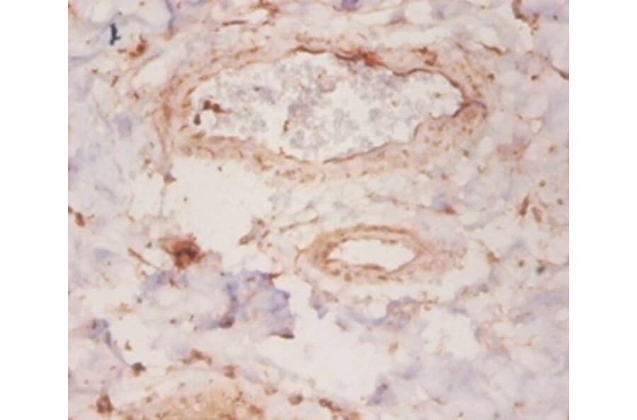 Immunohistochemistry - Rho GDP-dissociation inhibitor 1 Polyclonal Antibody from Signalway Antibody (42055)