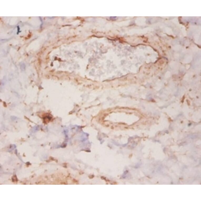 Immunohistochemistry - Rho GDP-dissociation inhibitor 1 Polyclonal Antibody from Signalway Antibody (42055)