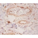 Immunohistochemistry - Rho GDP-dissociation inhibitor 1 Polyclonal Antibody from Signalway Antibody (42055)