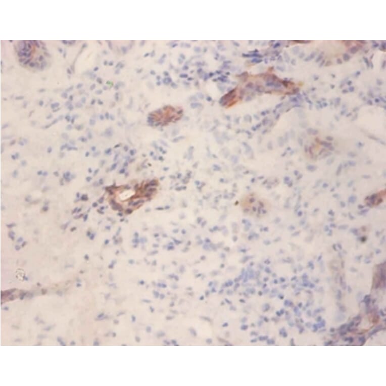 Immunohistochemistry - Glucagon-like peptide 1 receptor Polyclonal Antibody from Signalway Antibody (42184)