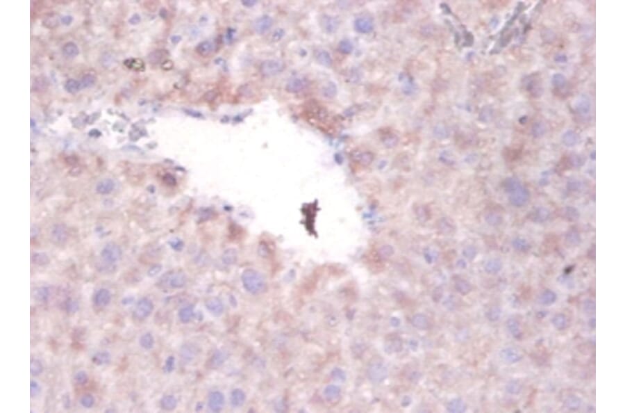 Immunohistochemistry - Serum paraoxonase/arylesterase 1 Polyclonal Antibody from Signalway Antibody (42298)
