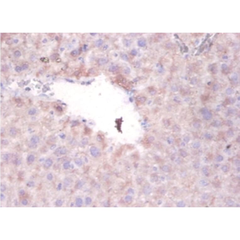 Immunohistochemistry - Serum paraoxonase/arylesterase 1 Polyclonal Antibody from Signalway Antibody (42298)