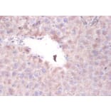 Immunohistochemistry - Serum paraoxonase/arylesterase 1 Polyclonal Antibody from Signalway Antibody (42298)