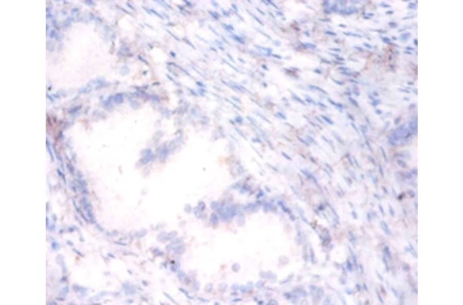 Immunohistochemistry - Serum paraoxonase/arylesterase 1 Polyclonal Antibody from Signalway Antibody (42298)
