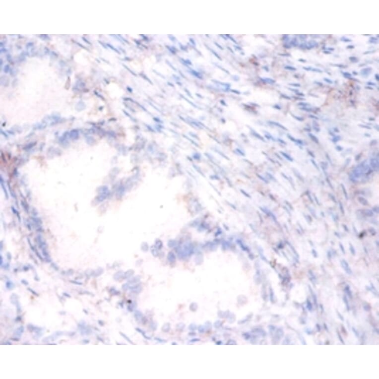 Immunohistochemistry - Serum paraoxonase/arylesterase 1 Polyclonal Antibody from Signalway Antibody (42298)