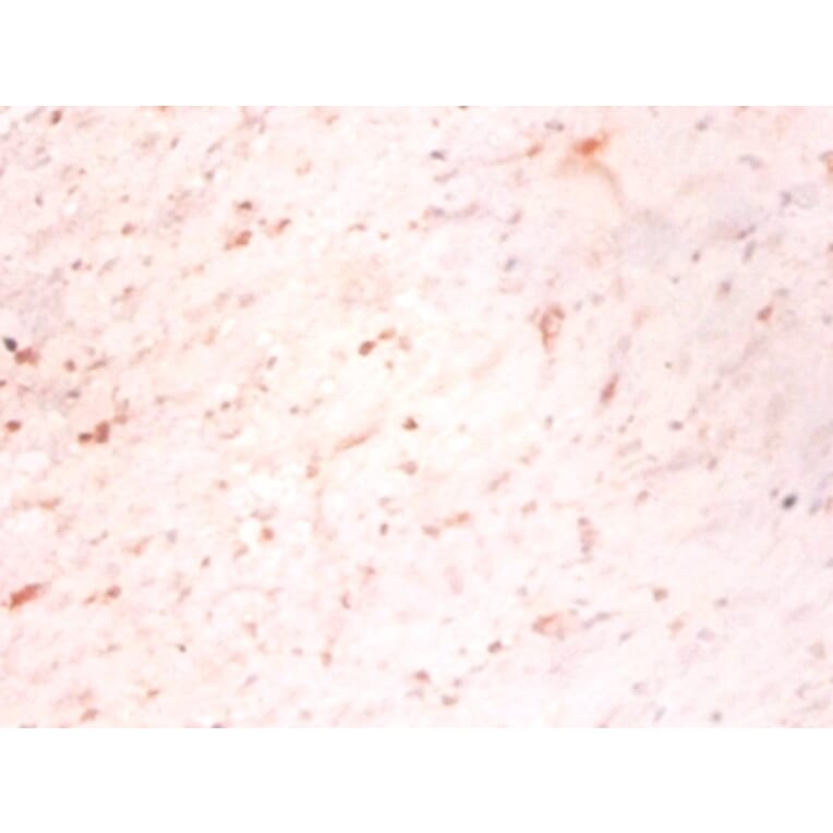 Immunohistochemistry - Growth/differentiation factor 15 Polyclonal Antibody from Signalway Antibody (42518)