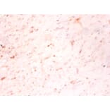 Immunohistochemistry - Growth/differentiation factor 15 Polyclonal Antibody from Signalway Antibody (42518)