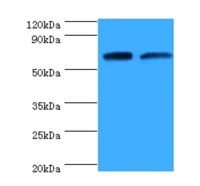 Proactivator polypeptide Polyclonal Antibody from Signalway Antibody (42300) - Antibodies.com