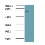 Islet cell autoantigen 1 Polyclonal Antibody from Signalway Antibody (42556) - Antibodies.com